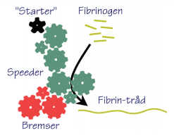 Fibrindannelse