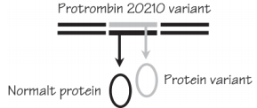 DNA med faktor 2 variant