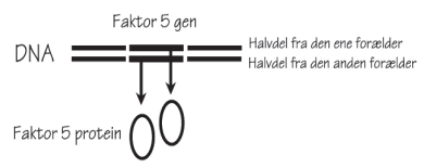DNA med faktor 5 variant