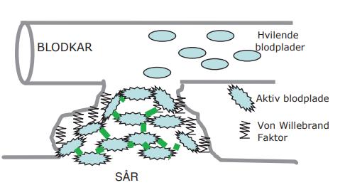 Von Willebrand faktor får blodplader til at klistre sig til såret