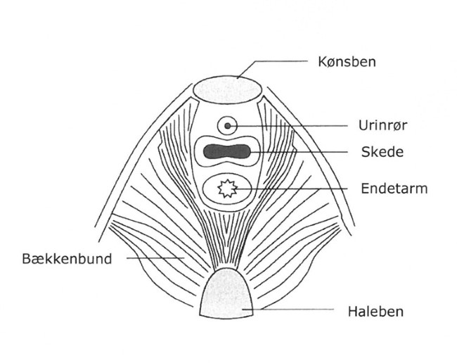 Bækkenbund1.jpg