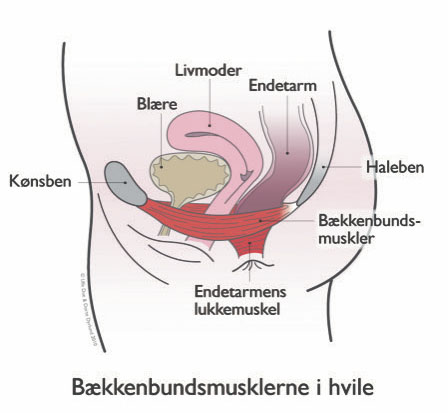 Bækkenbund2.jpg