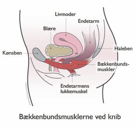 Bækkenbund3.jpg