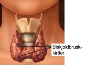 Biskjoldbruskkirtler