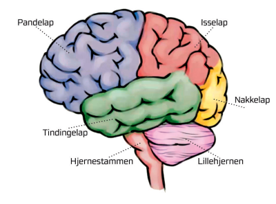 Hjernens inddeling.png